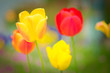 rot gelbe Tulpen, Blumen
