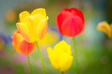 Fototapeta Tulipany - rot gelbe Tulpen, Blumen