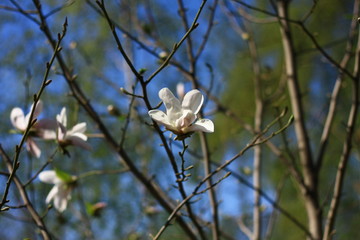 Magnolia flower in spring