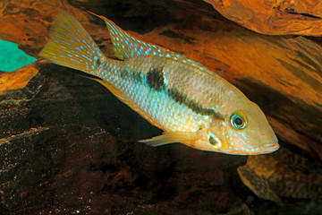 Wall Mural - Yellow Fire Mouth (Thorichthys affinis) - female