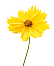 Yellow Flower Of Garden Coreopsis