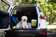© WavebreakMediaMicro - Pet in car trunk