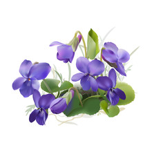 Viola Odorata. Sweet Violets On Transparent Background - Hand Drawn Vector Illustration In Realistic Style. 
