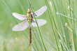 Emperor dragonfly with dew drops on plant
