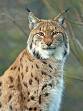 Portrait Of Beautiful Eurasian Lynx Cat.