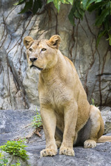 Image of a female lion on nature background. Wild Animals.