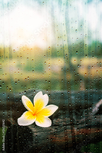 Fototapeta na wymiar Plumeria looking through the glass.