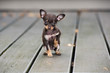 © otsphoto - adorable tiny brown puppy posing outdoors