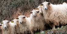Herd Of Calm French Pyrenees Sheep With Long Wool Hair