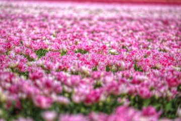  Beautiful bouquet of pink Tulips
