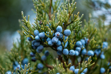 Bunch of juniper berries in autumn