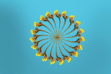 Seamless flower circle on blue background