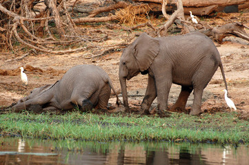 Wall Mural - Playing little elephants in Botswana