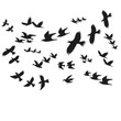 © bigmouse108 - Silhouette Black Fly Birds. Vector