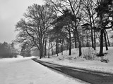 Fototapeta Miasta - trees along asphalt road leading to village Karba in Macha's region during snowy winter Czech