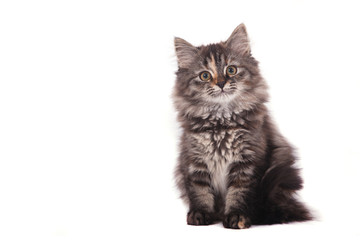 Small Siberian kitten on white background. Cat lying