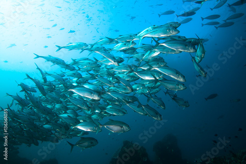 School Of Big Eye Trevally Fish Swimming Against A Current Buy