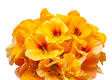 Bouquet Of Orange Nasturtium Flowers Isolated On White Backgroun