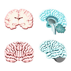 Wall Mural - Isolated brain cross section.