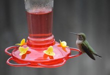 Hummingbird At Red And Yellow Bird Feeder