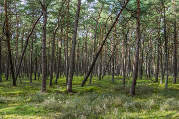 forest on a sunny day