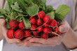 © dream@do - Woman holding Fresh organic radishes close up. Healthy eating and lifestyle concept