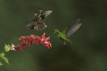 A Pair Of Green-crowned Brilliant Hummingbirds (Heliodoxa Leucocephalus) Were Having A Territorial Fight.
