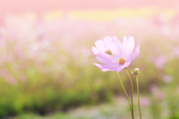 Wall Mural - cosmos flower fields in full bloom.