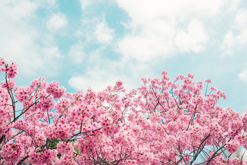beautiful cherry blossom sakura in spring time over blue sky.