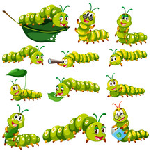 Green Caterpillar Character In Different Actions