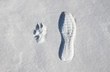 Footprints of the dog and the man on the snow