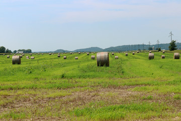 Wall Mural - Fresh hay bales on a green field. Round hay bales drying in a farm field. The hay is waiting for the farmer to collect them and will be used to feed dairy cows in Wisconsin, USA. 