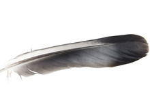 Black And White Feather On A White Background