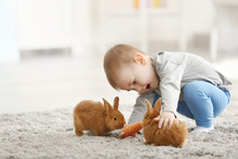Cute Little Boy Feeding Rabbits With Carrot At Home