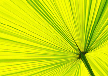 Close Up Of A Fan Palm Leaf Pattern And Texture In The Park
