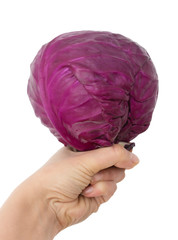 Wall Mural - red cabbage on a white background