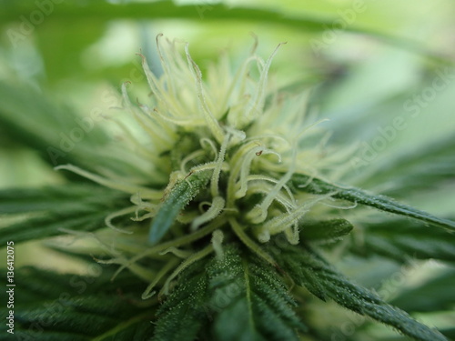 Marijuana Plant Close Up Of Young White Hairs Buy This Stock