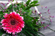 Gerbera flower, spring background for women's day - 8 march or card for mother's day 