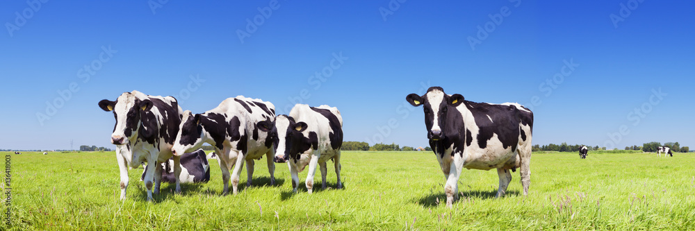 Cows in a fresh grassy field on a clear day - obrazy, fototapety, plakaty 