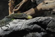 Leguan-Reptilien