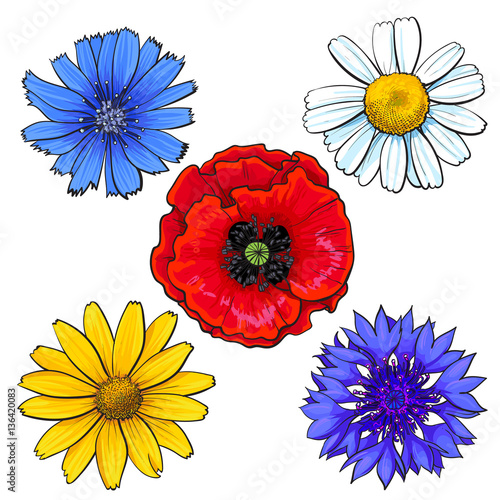Set Of Wild Field Flowers Poppy Chamomile Cornflower Daisy Sketch Vector Illustration Isolated On White Background Realistic Hand Drawing Of Wild Field Flowers Top View Decoration Elements Buy This Stock,Full Body Anime Girl Drawing