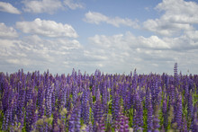 Violet Lupin Flower Field In Summer