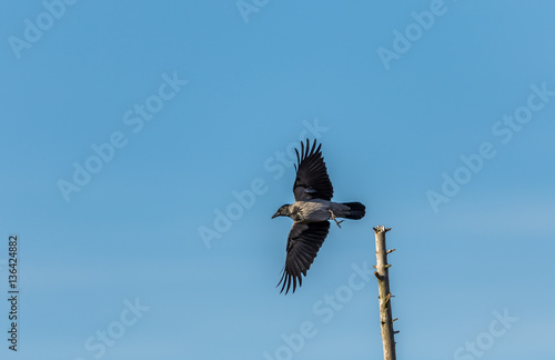 Fotografía hooded crow with wings spread taking off from its post