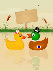 Poster - duck and mallard spouses