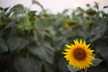 Field Of Sunflowers, Flagging, Rural Economy, Agriculture	