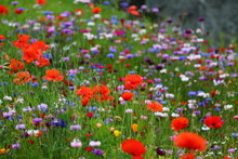 Red Poppies And White, Purple, Orange And Blue  Cornflowers On The  Meadow.