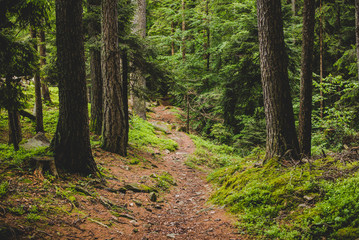 Fototapeta footpath into the forest in a rainy day alps italy - outdoor activity into the wild