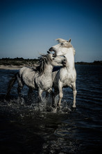 Angry White Horses Biting Each Other