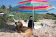 Golden Retriever im Sommer am Strand liegt unter einem Sonnenschirm im Schatten