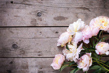 Fresh Pink Peonies Flowers On Aged Wooden Background.